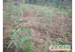 贵州德江：推广花椒种植，助力农民脱贫致富 ()
