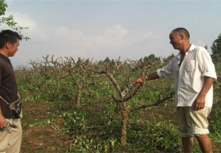 河南宜阳：种植花椒 带动村民增收 ()