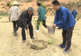 云南者兔：棵棵青花椒 托起乡亲致富梦 ()