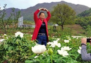 凤县邓家台：花椒地里套种牡丹  增加群众收入 ()