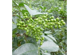 重庆江津：召开花椒质量监管宣传动员会议 ()