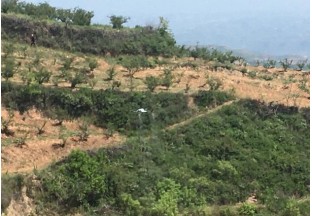 韩城桑树坪：开展花椒病虫害无人机防治现场观摩会 ()