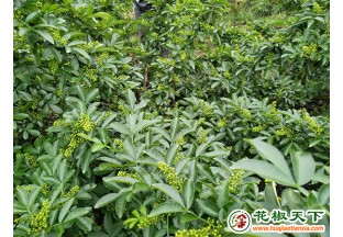 四川平昌：青花椒逐步出圈“走红” ()