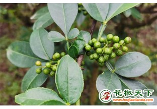 种上花椒树，又增增收路 ()