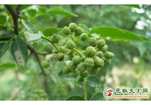 贵州德江：花椒产业由一产向二产转型迈进 ()