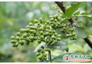 泸州大渡口：花椒地里套种西瓜  双渠道致富增收 ()