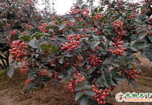 陕西韩城冰雹突至，花椒如何补救？ ()