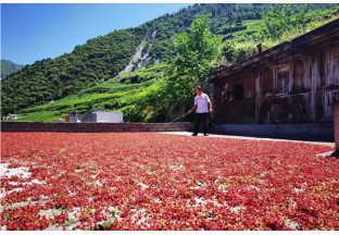 四川茂县：花椒致富新道路 ()