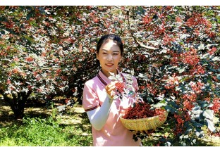 河南赵保：壮大花椒产业  巩固脱贫成果 ()