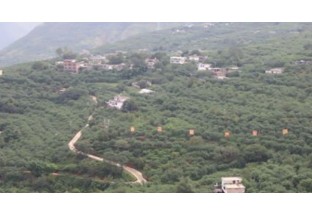 云南巧家：花椒绿山  产业富民 ()
