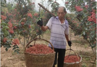 河南渑池：花椒正丰收  产业新发展 ()