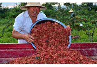 文明塬村：花椒年产量达500吨以上 ()