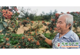 芮城：花椒种植面积达14万亩 ()
