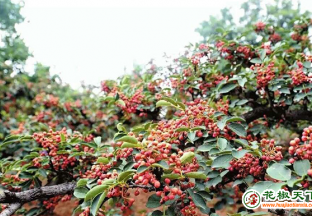 灵宝市：花椒成为林农钱袋子 ()