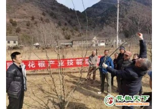 四川自贡：一颗小花椒 成就致富产业 ()