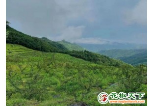 湖北十堰：小花椒成就富民大产业 ()