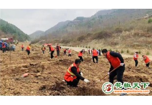 陕西凤县1600亩花椒园火热种植 ()