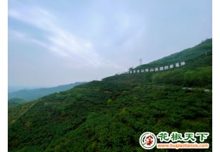 重庆江津花椒大数据中心 助力乡村振兴 ()