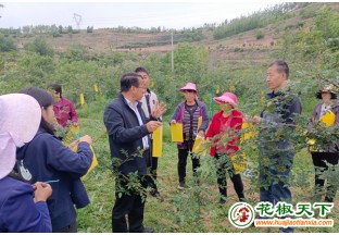 甘肃秦安花椒病虫害防治正当时 ()