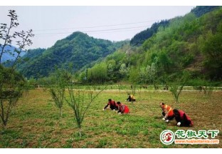 陕西商南花椒拓宽增收路 ()