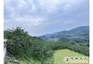 贵州思南：花椒采摘忙 农户增收致富 ()